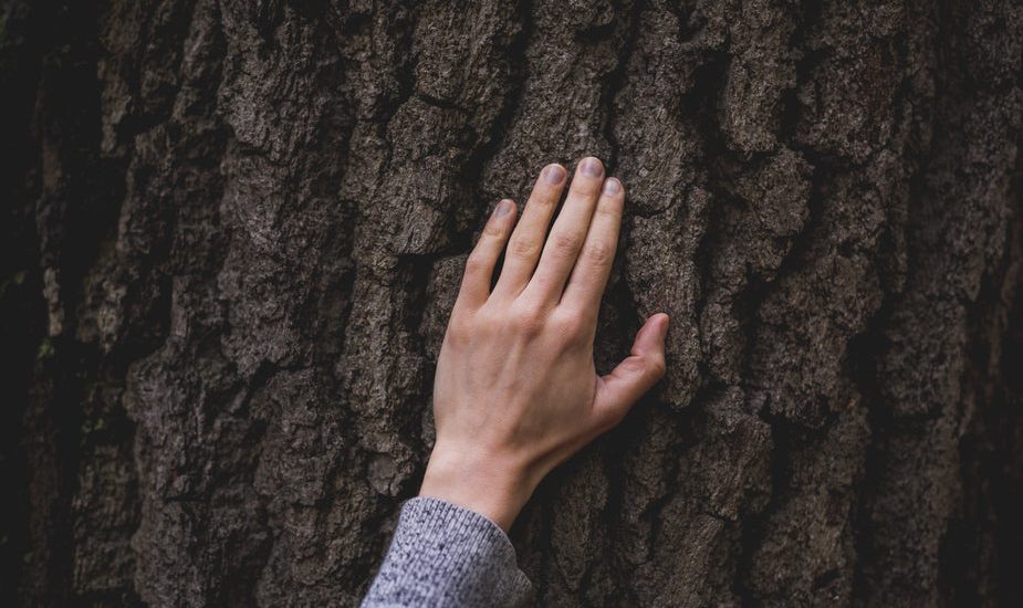 What Happens If You Damage a Protected Tree or Breach a Tree Planning Condition?