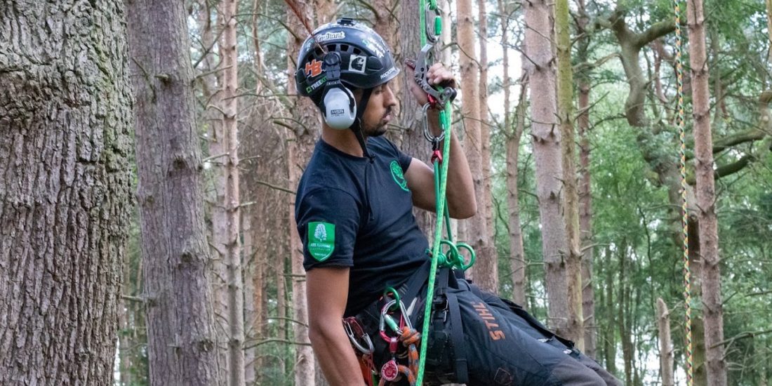 What Is Tree Surgery and Why Do Trees Need It? 