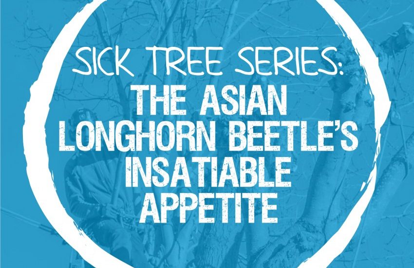 Sick Series: The Asian longhorn beetle’s insatiable appetite