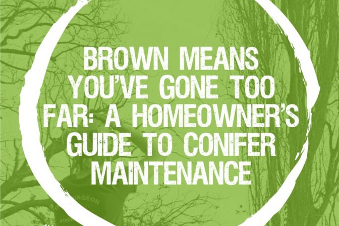 Brown means you’ve gone too far: a guide to conifer maintenance