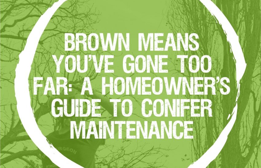 Brown means you’ve gone too far: a guide to conifer maintenance