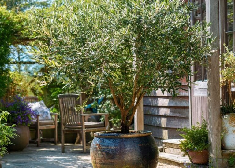 Expert Guide to Planting an Olive Tree