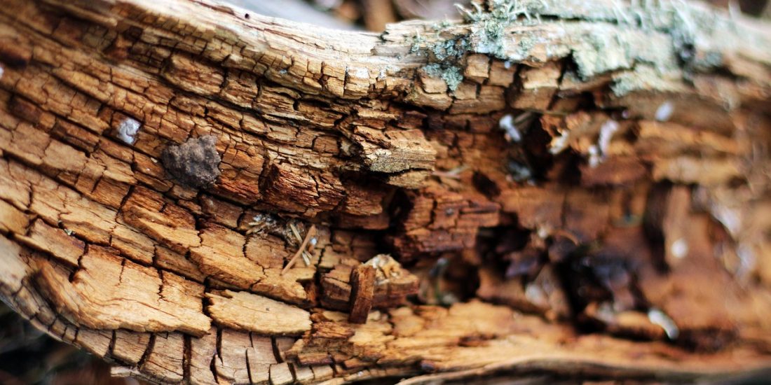 Can a Dead Tree or Dead Grass Come Back to Life?