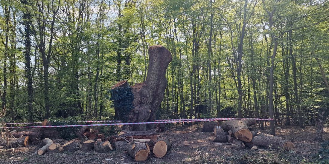 Felled Without Warning: The 300–500-Year-Old Ancient Oak Tree Cut down in Whitewebbs Park