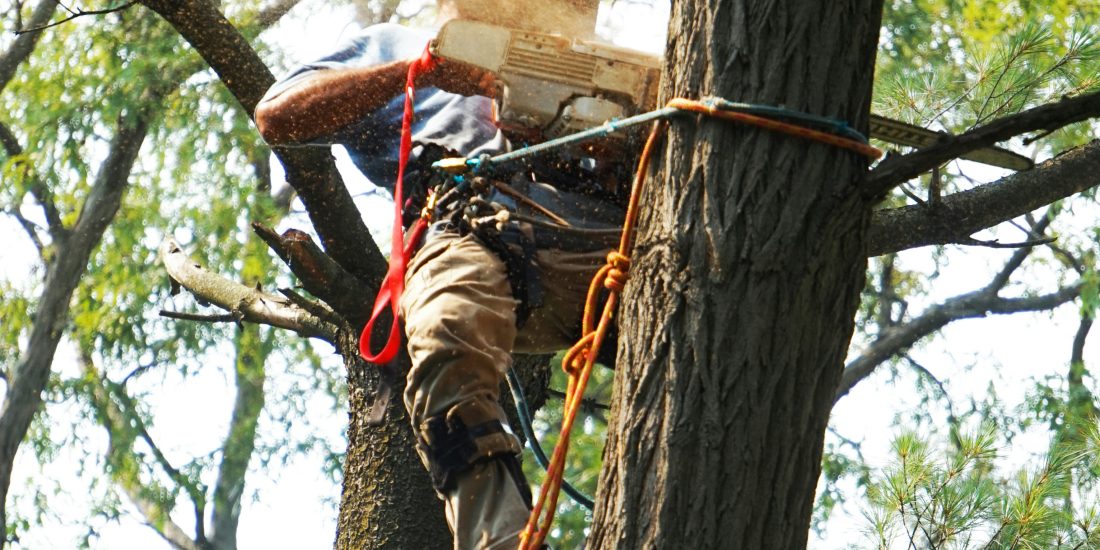 Do You Need a Felling Licence?