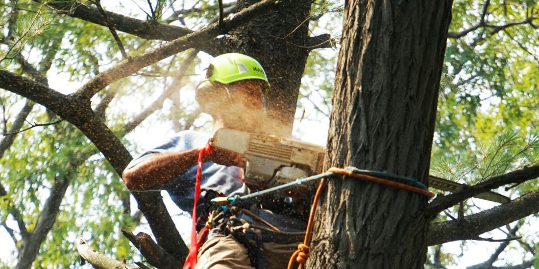 Do You Need a Felling Licence?