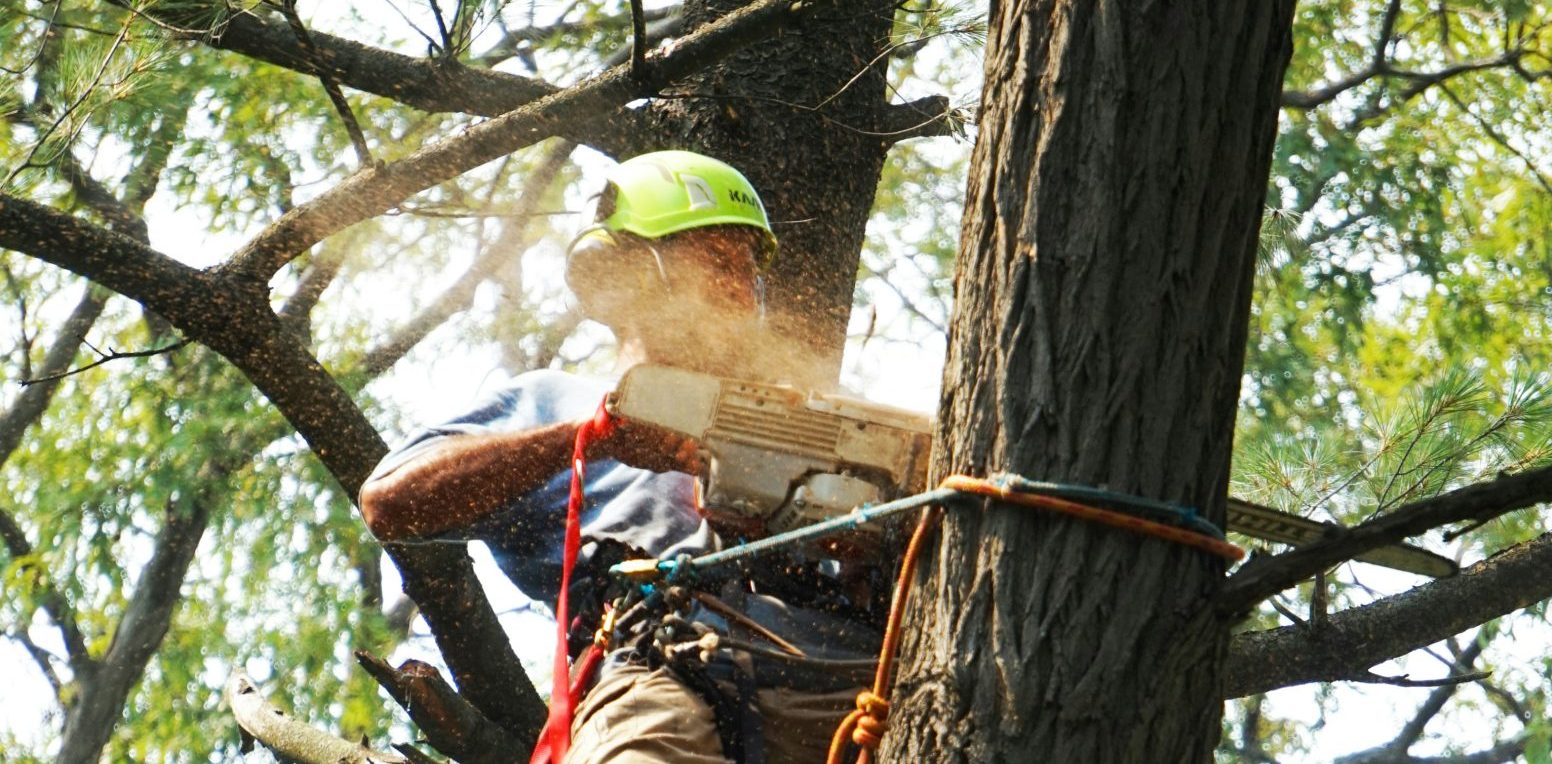 Do You Need a Felling Licence?