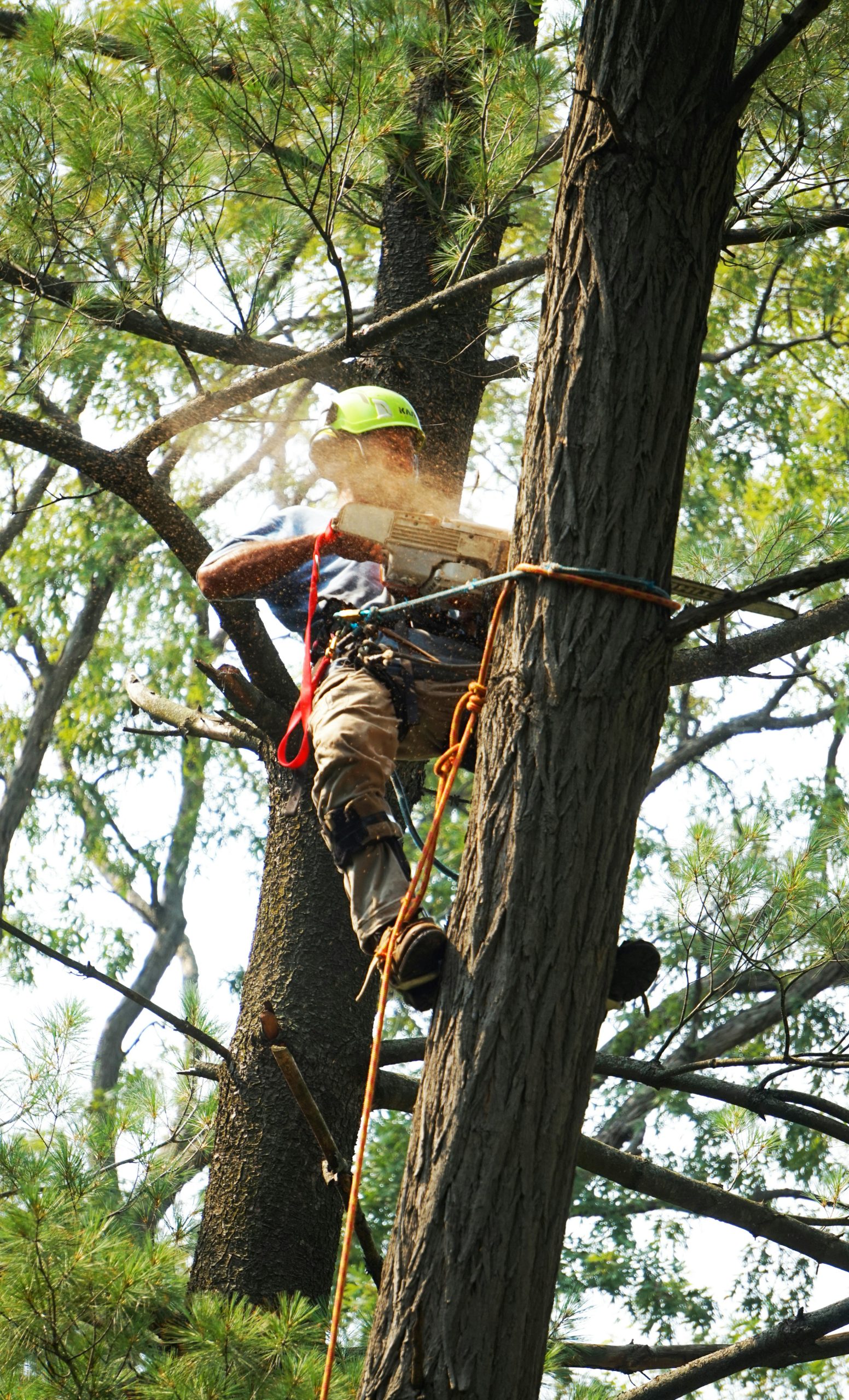 Do You Need a Felling Licence?