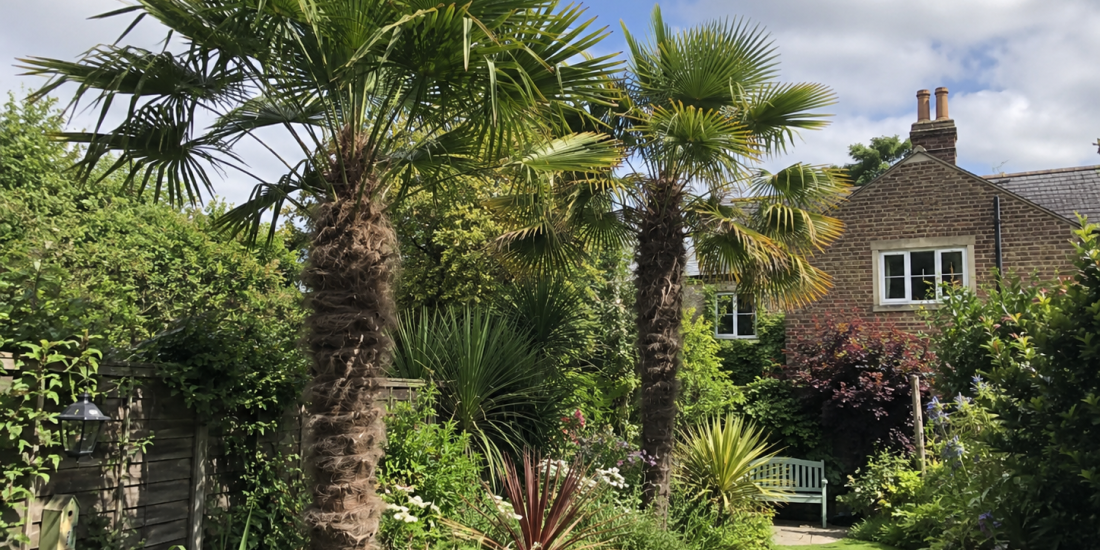 Can Palm Trees Grow in the UK?