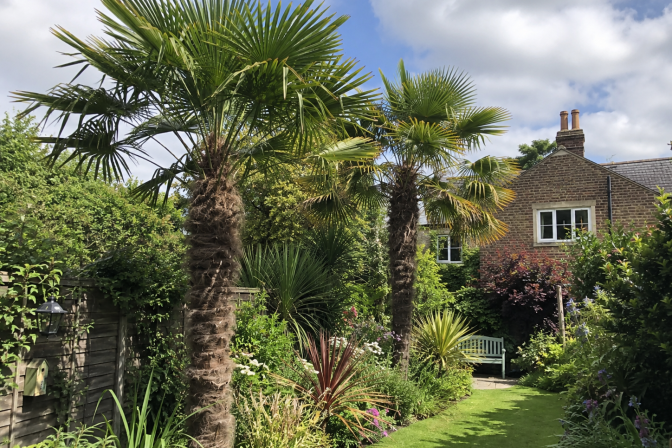 Can Palm Trees Grow in the UK?
