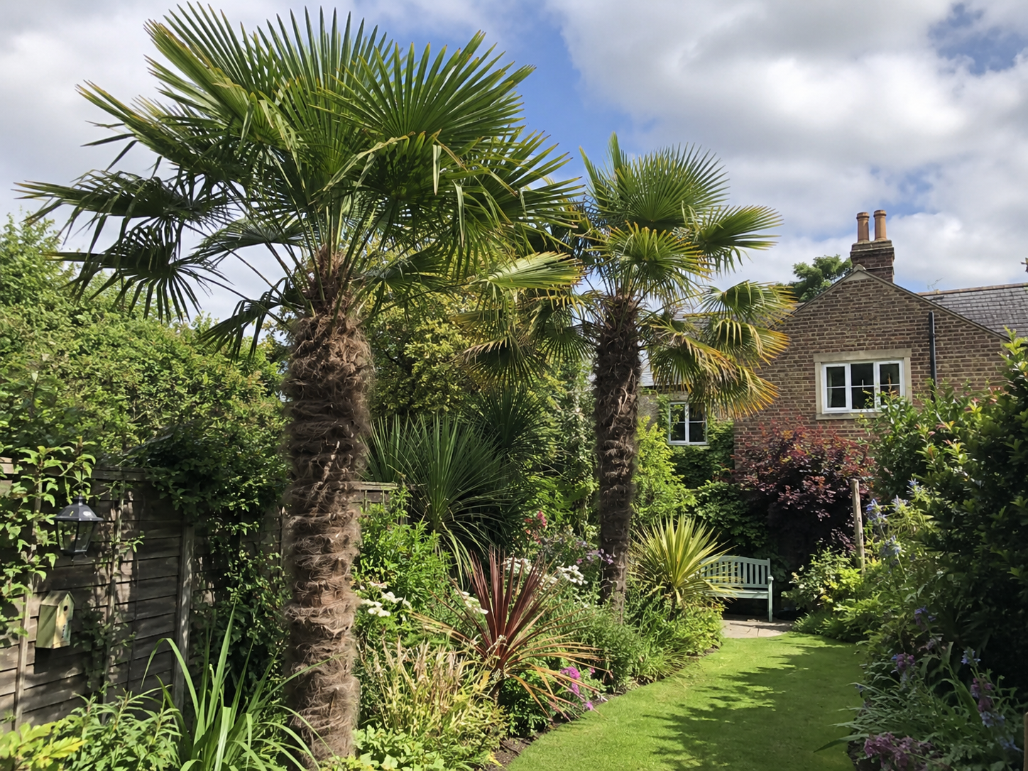 Can Palm Trees Grow in the UK?
