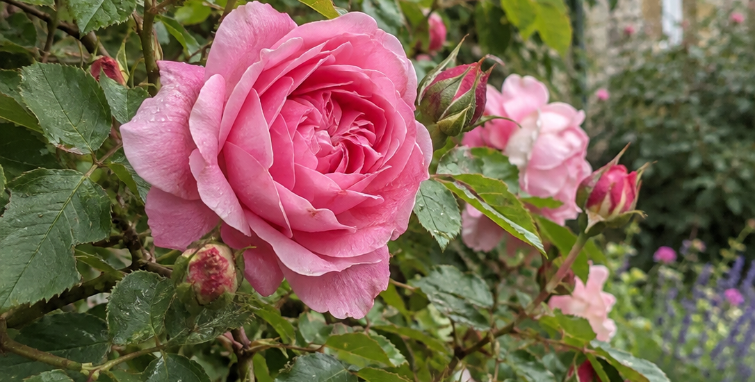 How to Prune a Rose Tree