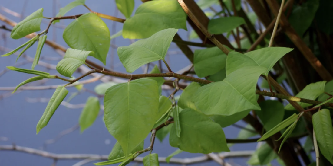 How Worried Should You Be About Japanese Knotweed?