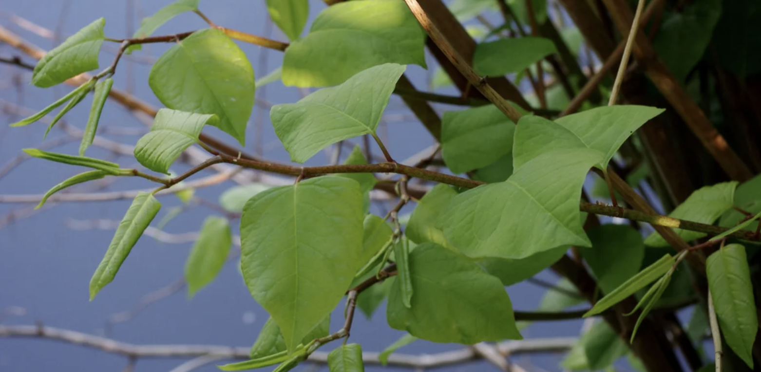 How Worried Should You Be About Japanese Knotweed?