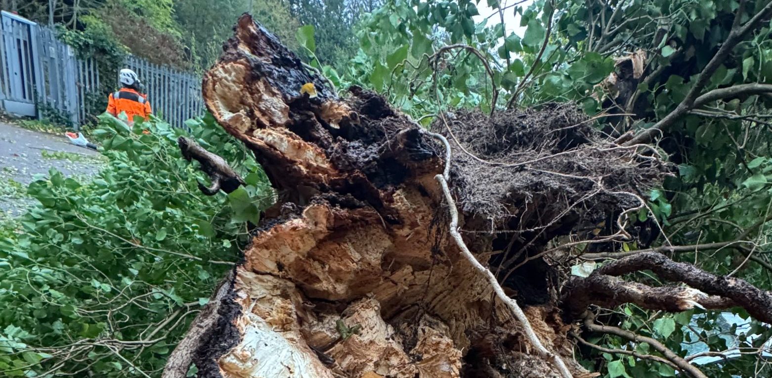 Storms Austen and Boelo: Which Trees Are Most at Risk?